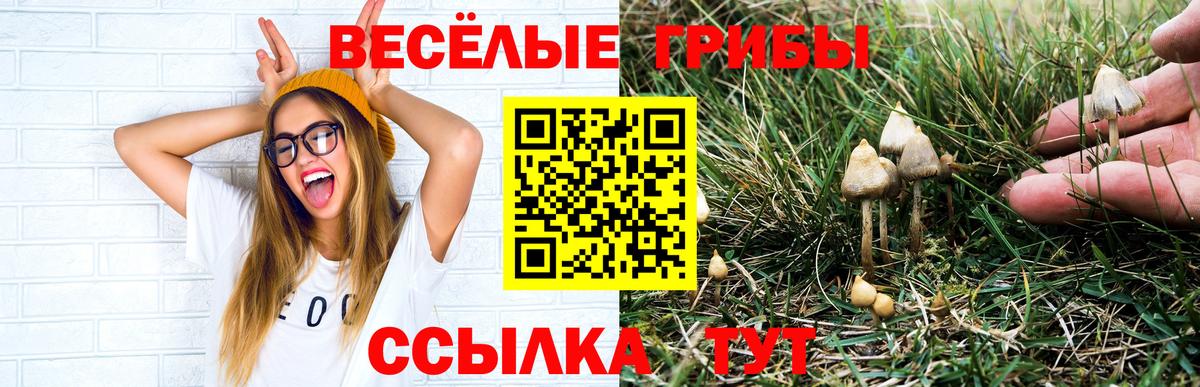 хочу   Псилоцибиновые грибы GOLDEN TEACHER  Вход с VPN  Нижнеудинск 